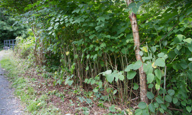 Awareness and concern over Japanese Knotweed growing 
